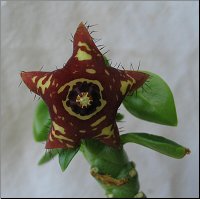 Caralluma frerea indica